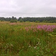 some-picture